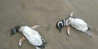 Mais de 500 pinguins foram encontrados mortos no litoral gaúcho