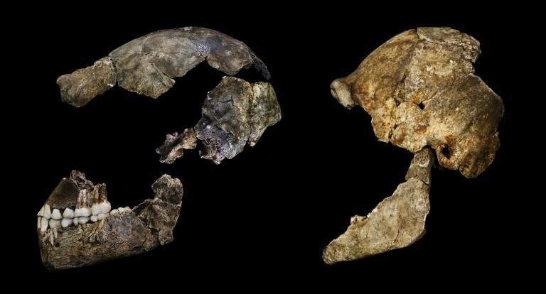 F&oacute;sseis foram encontrados em uma caverna