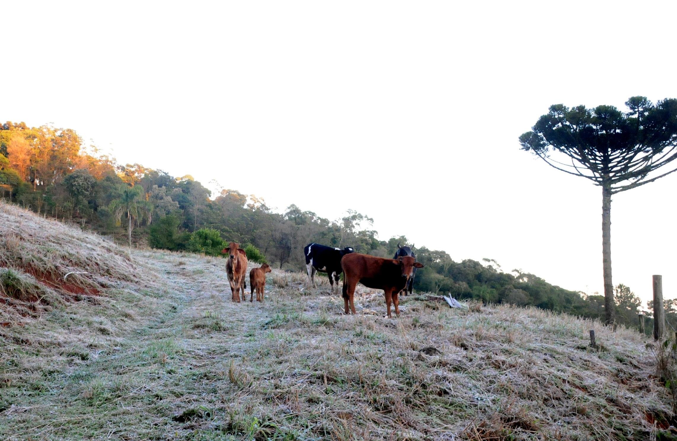 Onda de frio deve ser uma das mais fortes registradas neste s&eacute;culo em setembro