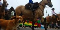 São Pedro do Sul ignora suspeita de mormo e realiza desfile com cavalos