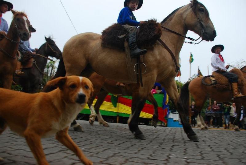 S&atilde;o Pedro do Sul ignora suspeita de mormo e realiza desfile com cavalos