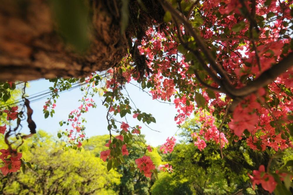 O come&ccedil;o da primavera no Rio Grande do Sul inicia &agrave;s 5h20min desta quarta-feira