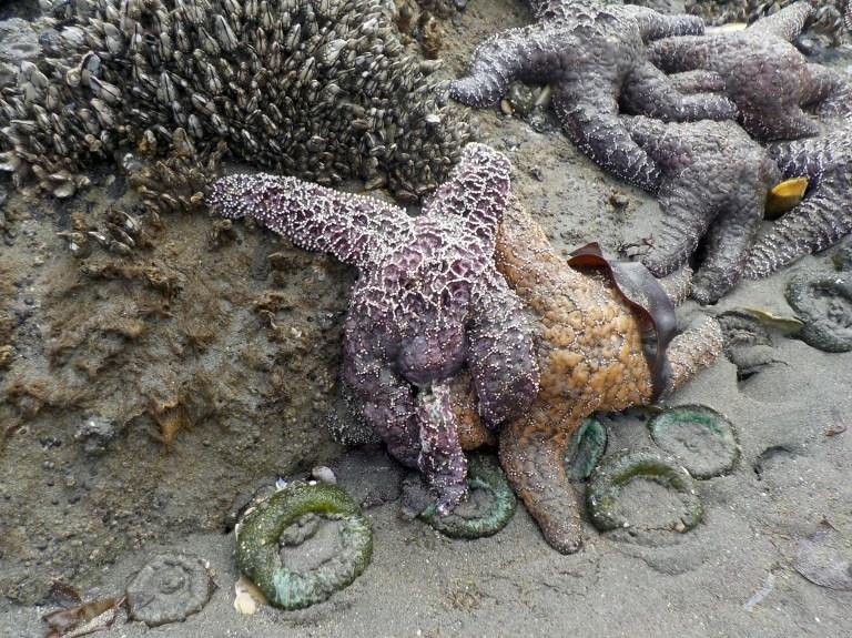Estrela do mar est&aacute; morrendo em decorr&ecirc;ncia do aquecimento global 