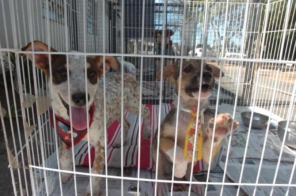 Programa de ado&ccedil;&atilde;o da Secretaria Especial dos Direitos dos animais registrou aumento de 62% 