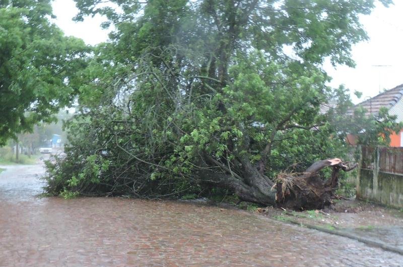 Forte vento derrubou &aacute;rvore de grande porte em Alegrete