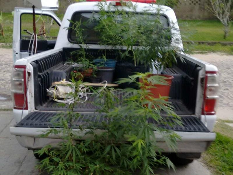 Casal &eacute; preso com planta&ccedil;&atilde;o de maconha no Litoral Norte