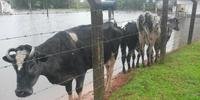 Vacas acabaram encurraladas entre uma cerca e as águas