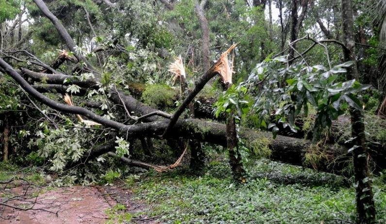 Temporal causou danos no Jardim Bot&acirc;nico de Porto Alegre