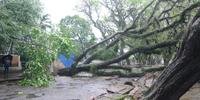 Ao menos 59 pontos seguem com árvores caídas em Porto Alegre 