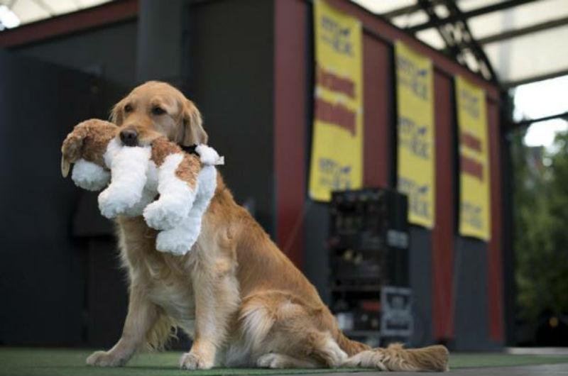 Cachorros de estima&ccedil;&atilde;o surgiram no Nepal e Mong&oacute;lia, diz estudo