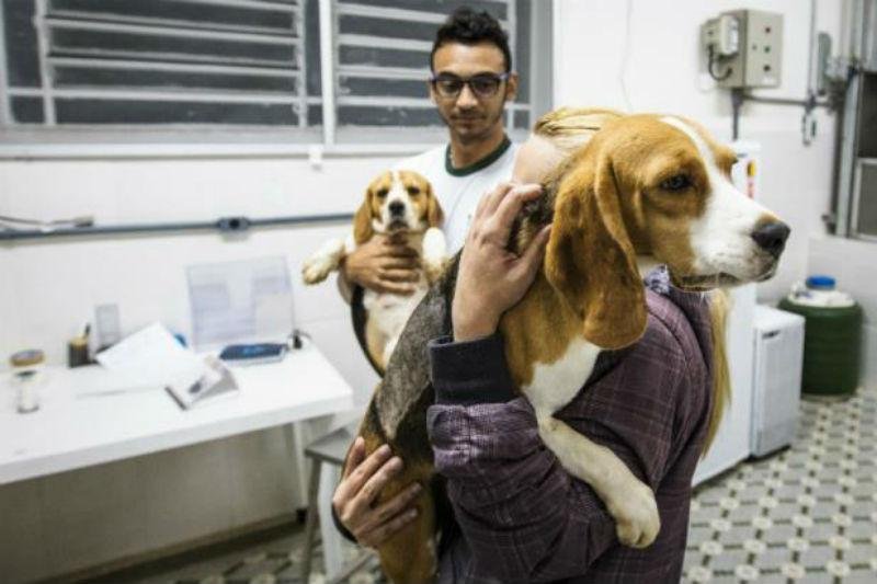 Moradores acreditam que o animal tenha sido um dos resgatados em invas&atilde;o de 2013
