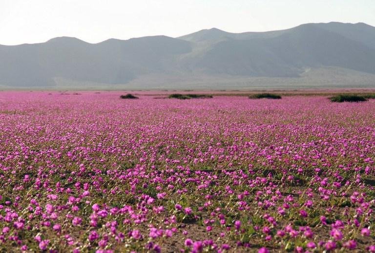 Gigantesco tapete de flores multicolorido cobre o deserto do Atacama