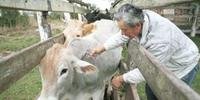 RS espera vacinar 5 milhões de animais na 2ª etapa contra febre afto