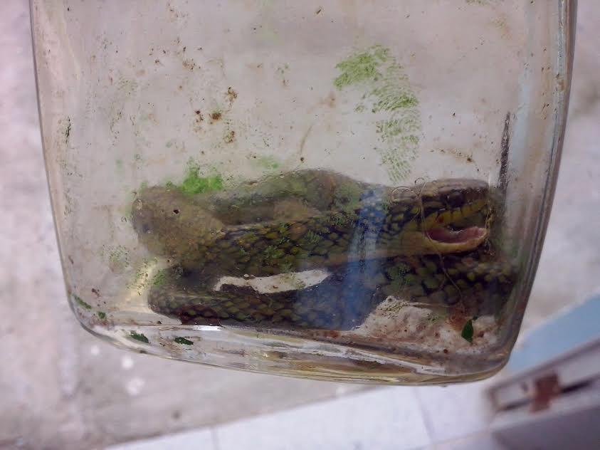 Pais levaram cobra em vidro