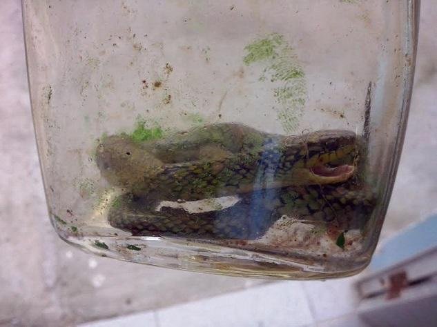 M&atilde;e conta que levou um susto ao ver beb&ecirc; com cobra na boca