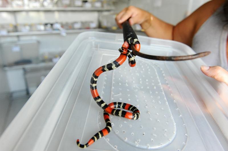 RS registrou 850 casos com serpentes no &uacute;ltimo ano