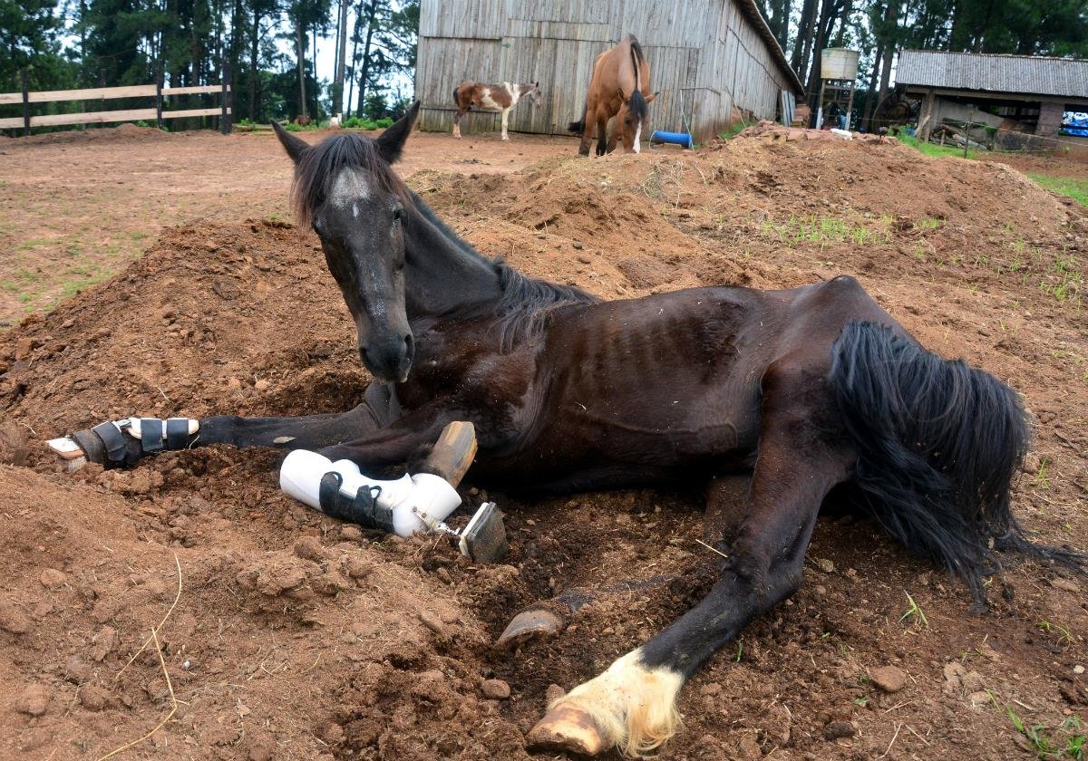 Sem verba, ONG pode deixar de receber novos animais