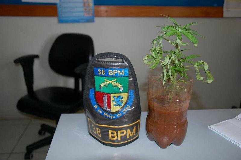 Pol&iacute;cia apreendeu p&eacute; de maconha em pres&iacute;dio de Espumoso