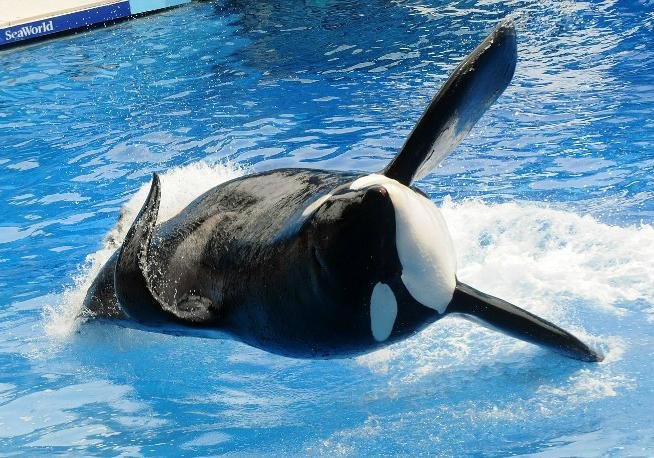 Parque sofreu golpe em 2013 ap&oacute;s estreia do document&aacute;rio Blackfish