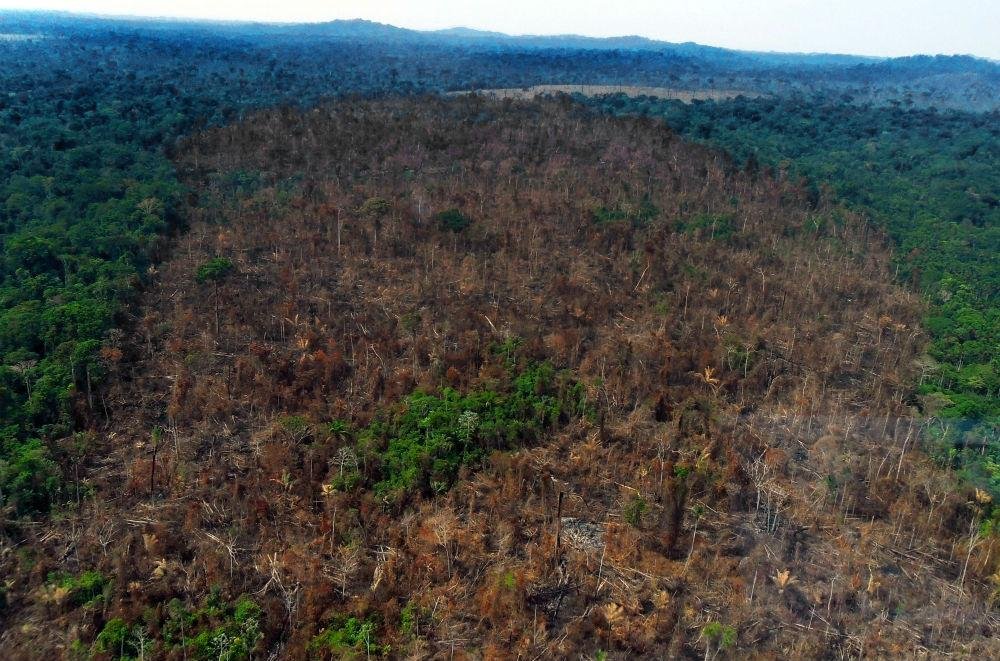 Cerca de metade das 15.000 esp&eacute;cies de &aacute;rvores na Amaz&ocirc;nia est&aacute; amea&ccedil;ada pelo desmatamento