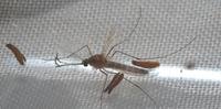 Mosquito transgênico para combater malária é desenvolvido nos EUA