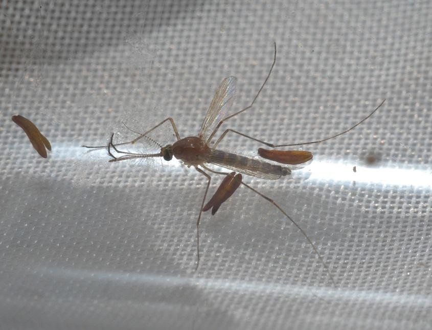 Mosquito transg&ecirc;nico para combater mal&aacute;ria &eacute; desenvolvido nos EUA