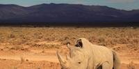 Criadores de rinocerontes haviam acionado justiça pelo direito de venda legal em setembro