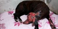Cachorrinha resgatada após ser vítima de maus-tratos, em Rio Grande