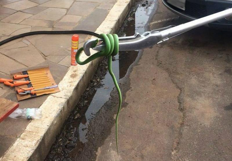 Cobra &eacute; retirada do interior de carro em Erechim