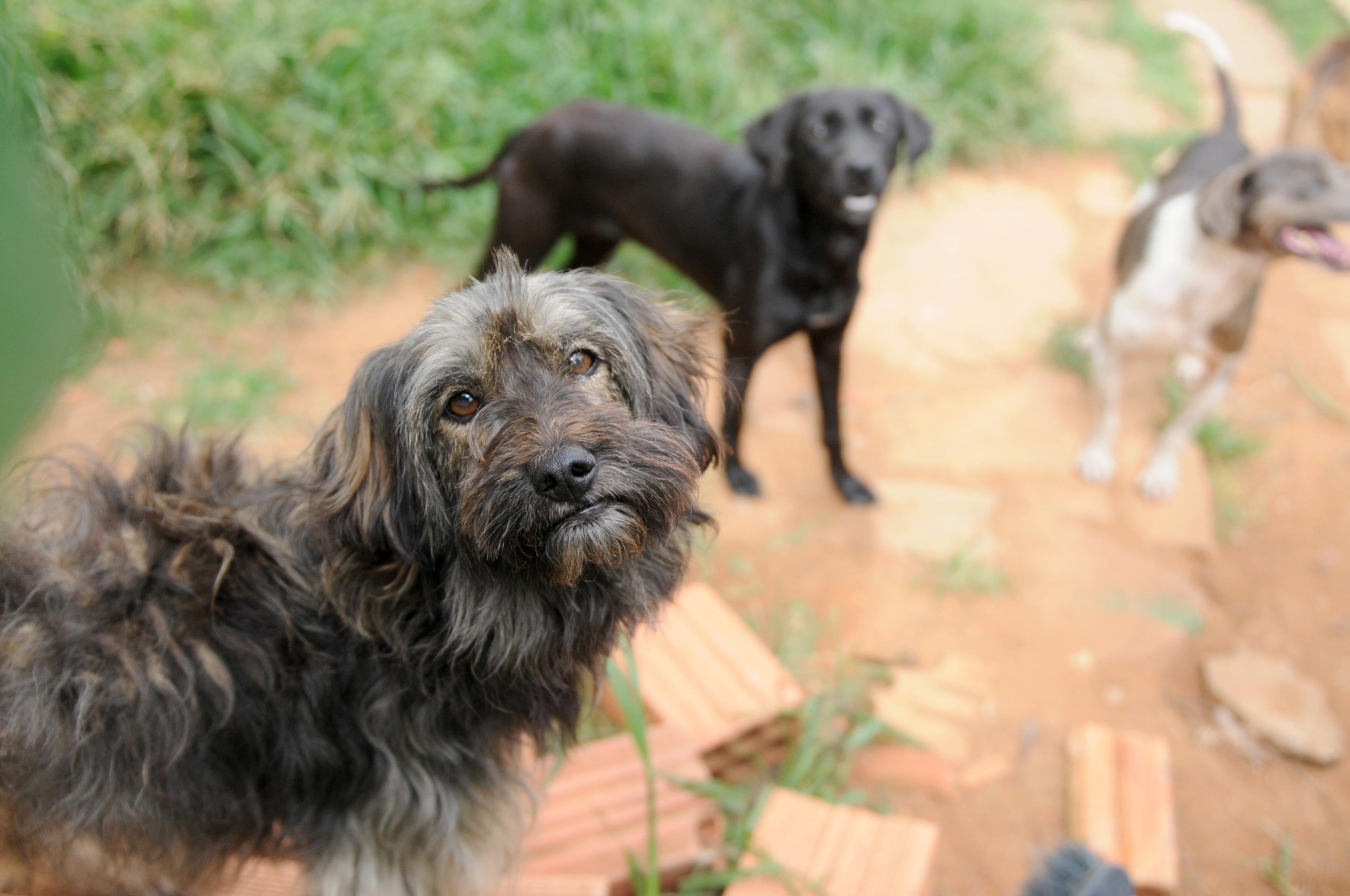 Cachorros foram abandonados no local