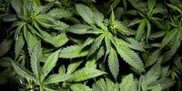 Chile autoriza venda e elaboração de medicamentos com cannabis