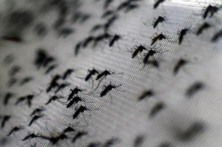 M&eacute;xico aprovou a primeira vacina contra a dengue da Sanofi Pasteus