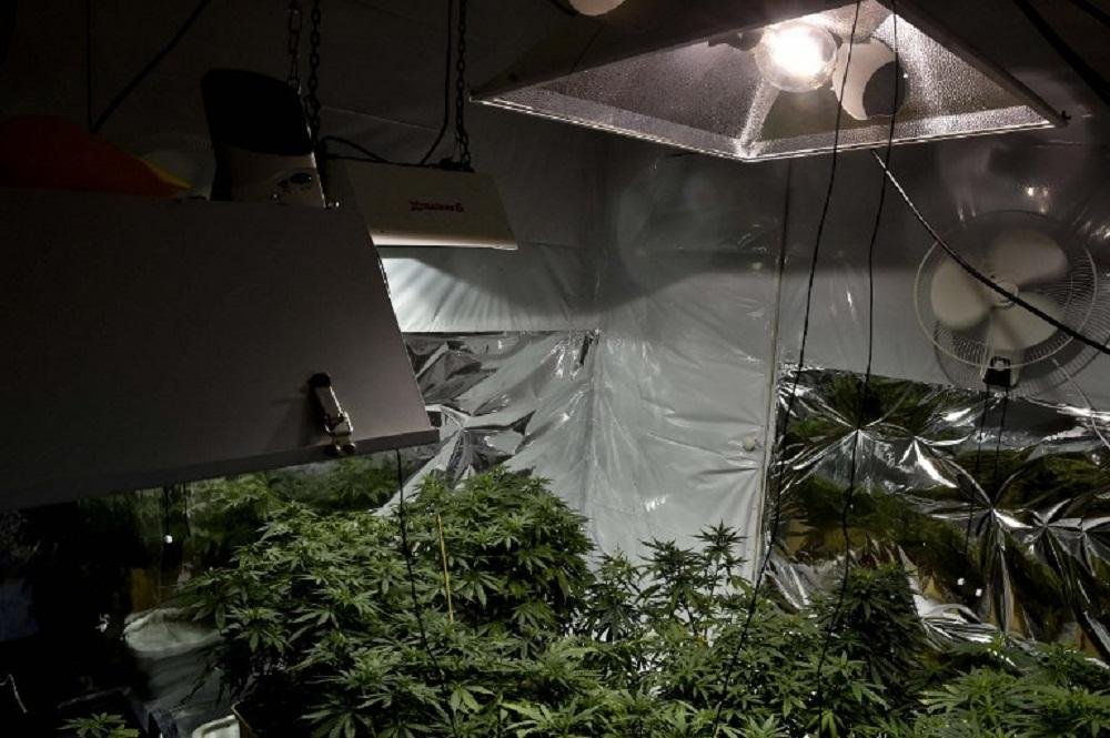 M&eacute;xico d&aacute; autoriza&ccedil;&atilde;o in&eacute;dita para que quatro pessoas cultivem e consumam maconha