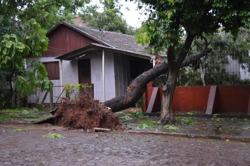 Vento forte acompanhado de muita chuva derrubou &aacute;rvores