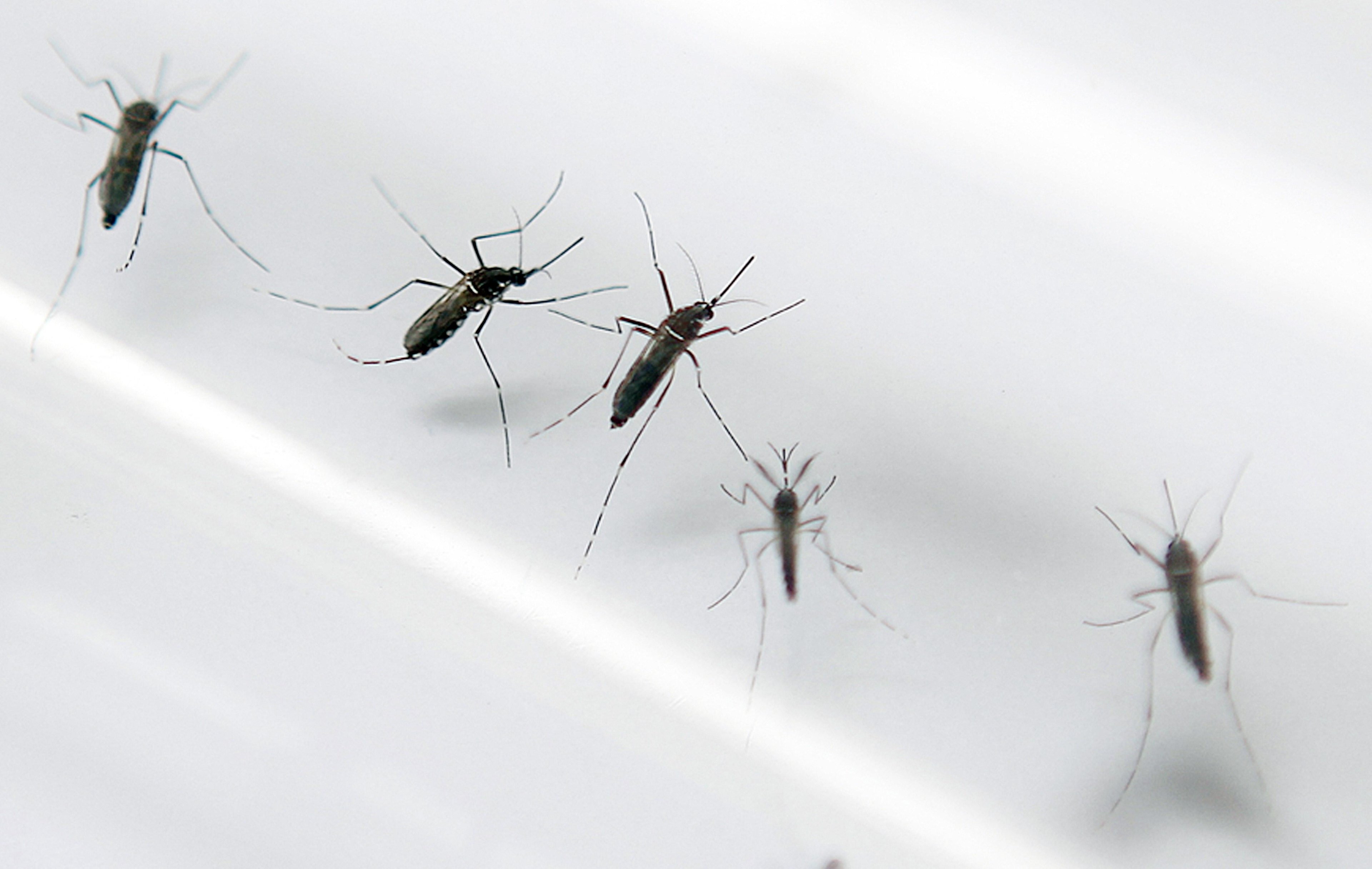 Vacina protege contra os quatro tipos do v&iacute;rus da dengue