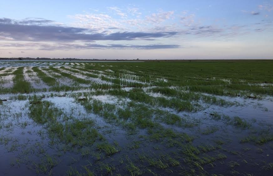Levantamento do Irga indica produ&ccedil;&atilde;o abaixo das 8,7 milh&otilde;es de toneladas do cultivo anterior