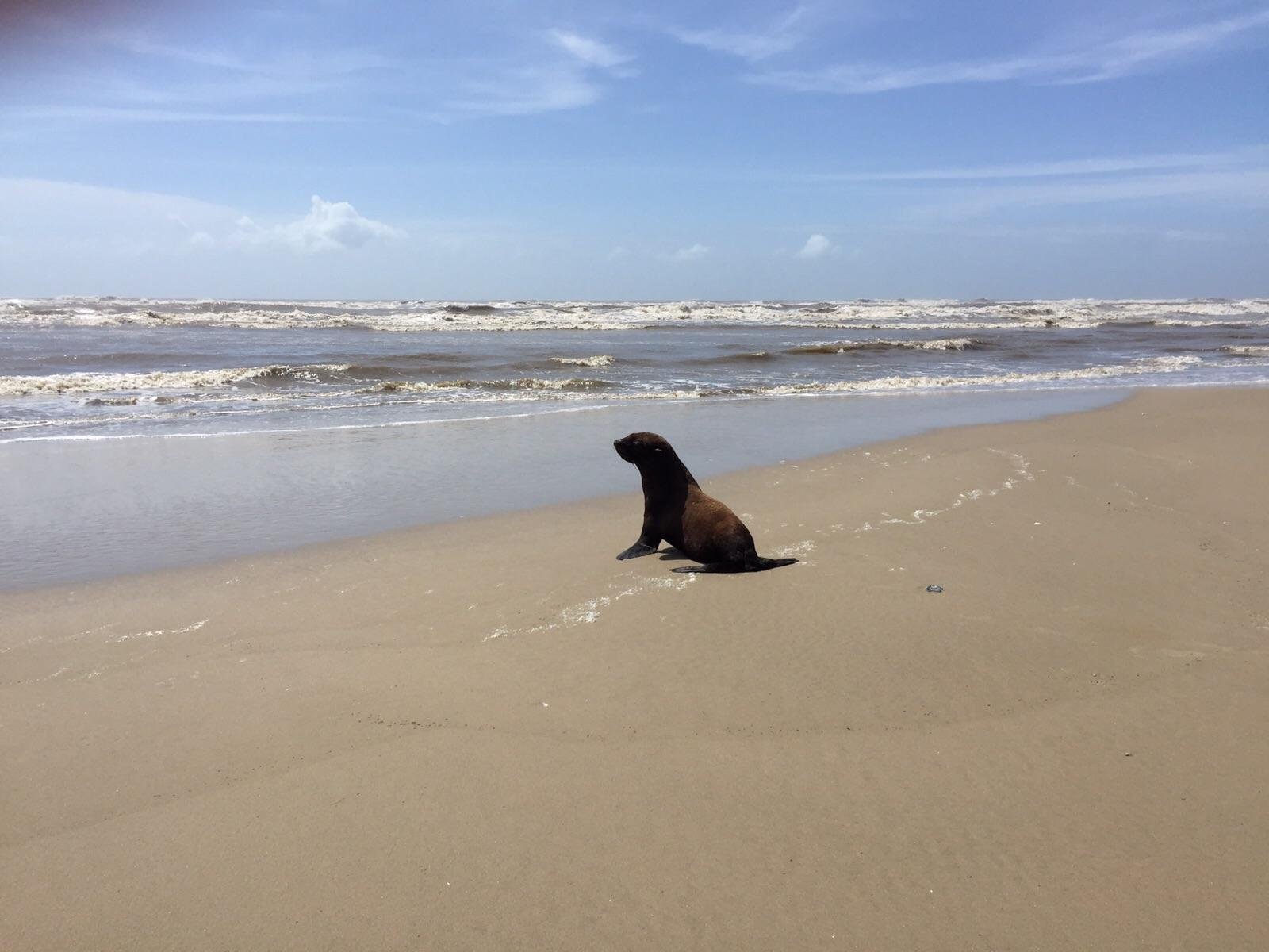 Ceclimar orienta popula&ccedil;&atilde;o a n&atilde;o alimentar animais