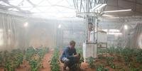 Matt Damon plantou batatas em filme recente sobre o planeta vermelho