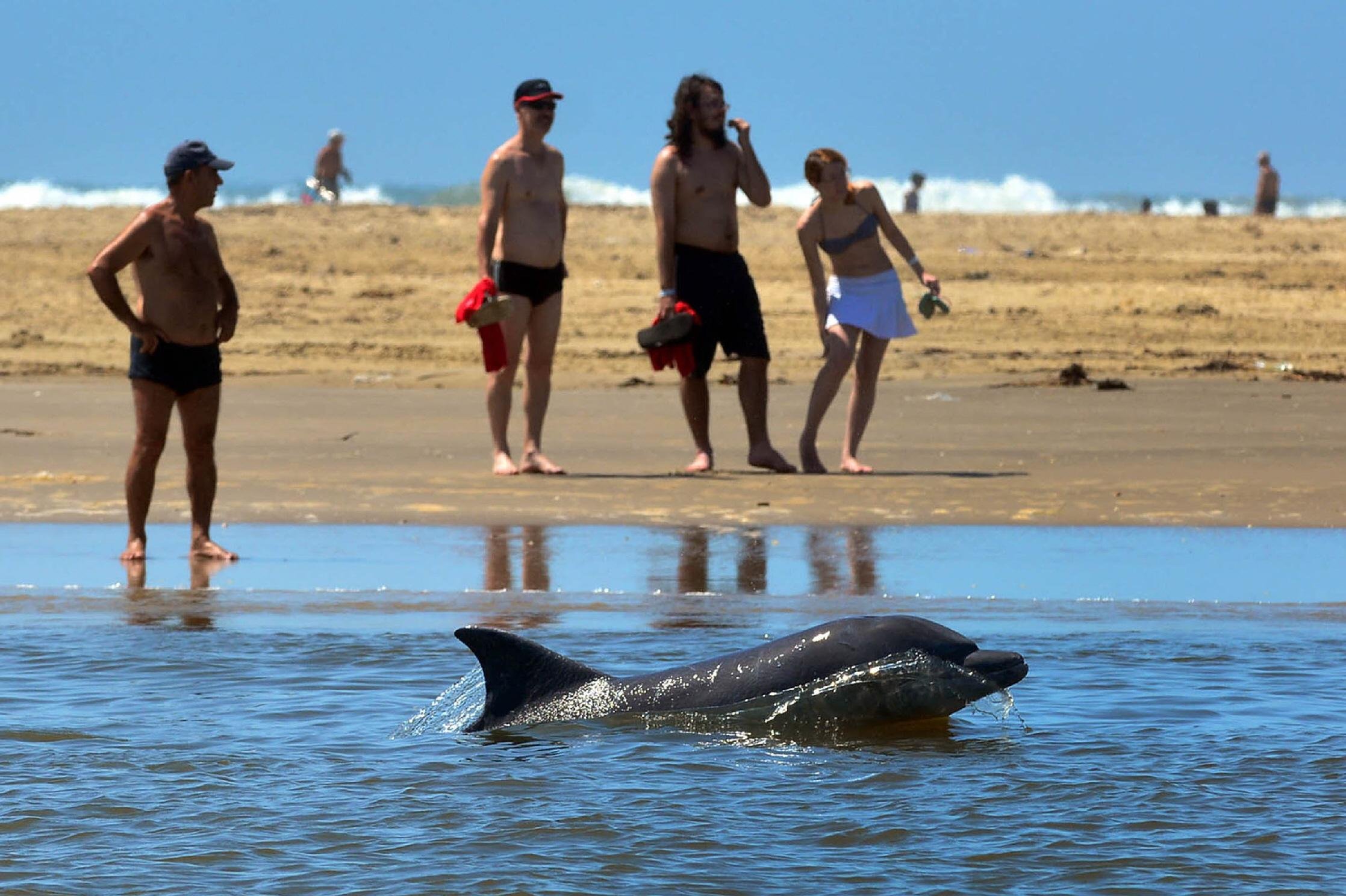 Animais se adaptaram a cercar cardume e aproveitar a&ccedil;&atilde;o do homem com as tarrafas