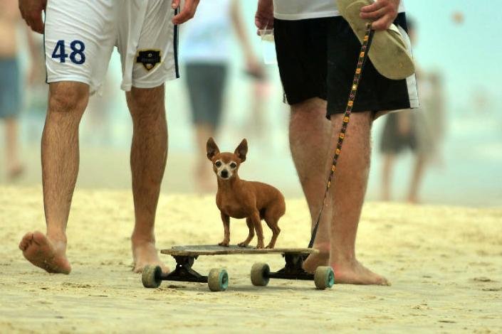 Animal da ra&ccedil;a pincher circula &agrave; beira-mar com estilo