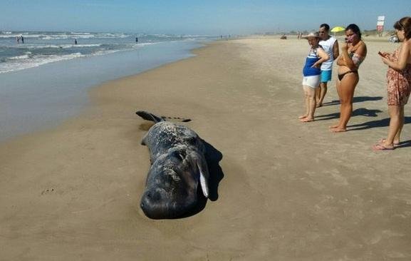 Filhote de baleia encontrado morto em praia ga&uacute;cha
