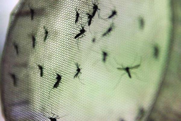 RS tem 15 casos confirmados de dengue em 2016