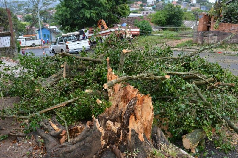 Temporal causou queda de &aacute;rvores em Novo Hamburgo