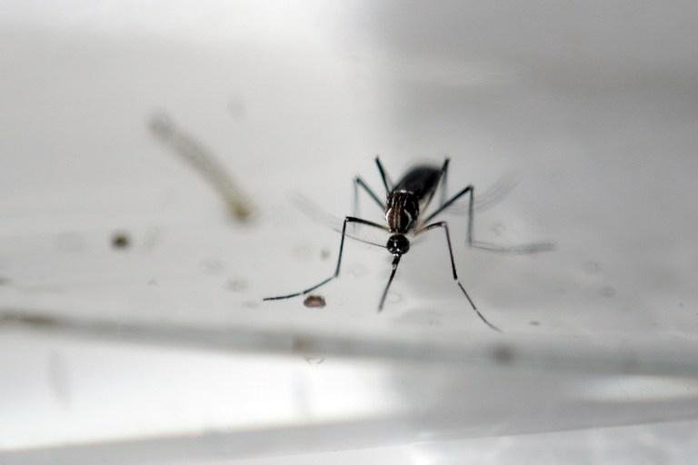 OMS alerta que v&iacute;rus zika se propaga de maneira explosiva e anuncia reuni&atilde;o 