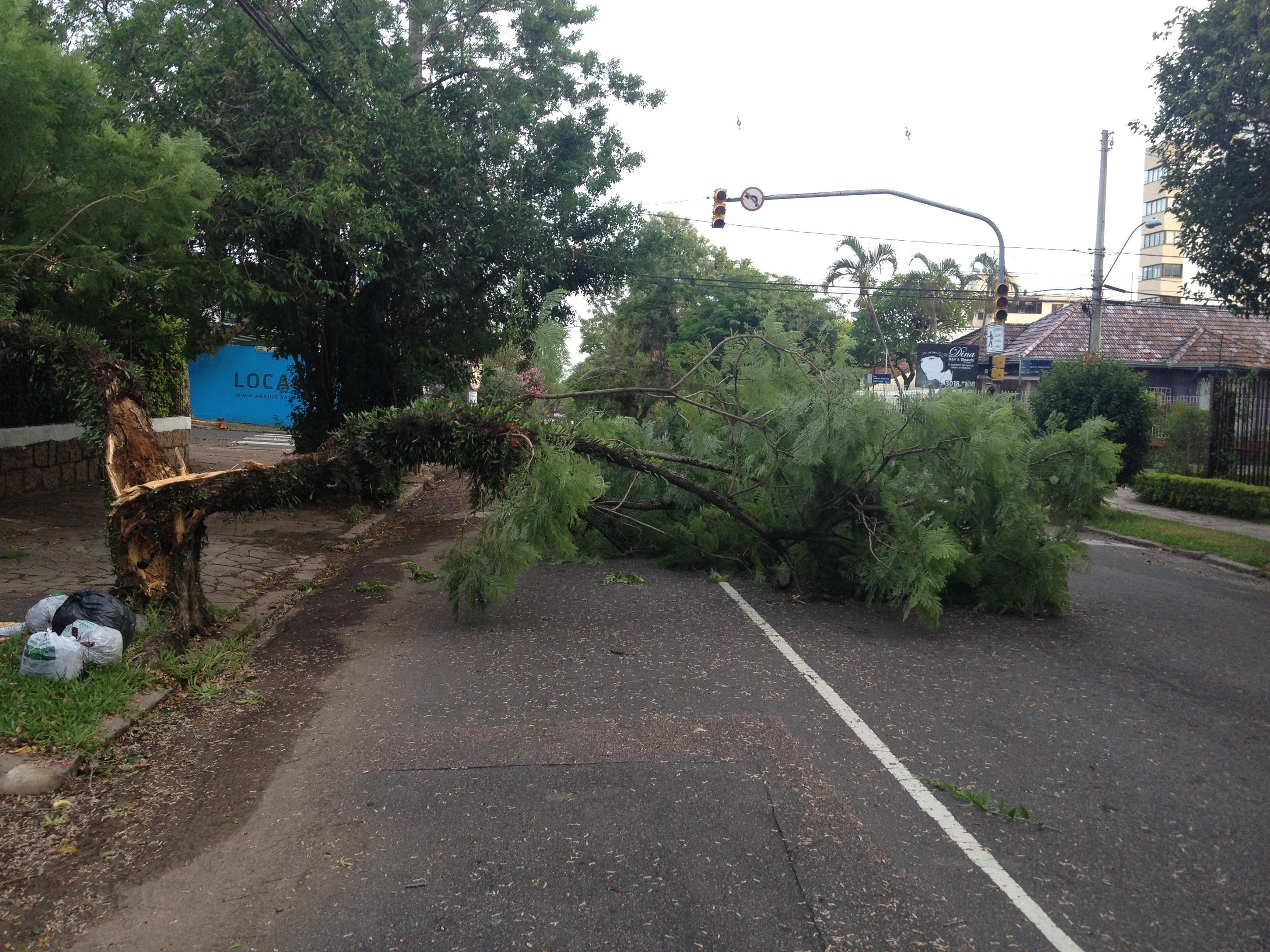 &Aacute;rvore ca&iacute;da na rua Luzitana