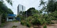 EPTC eleva para 40 número de pontos bloqueados por árvores na Capital