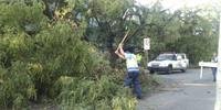 Porto Alegre tem 24 locais bloqueados árvores 