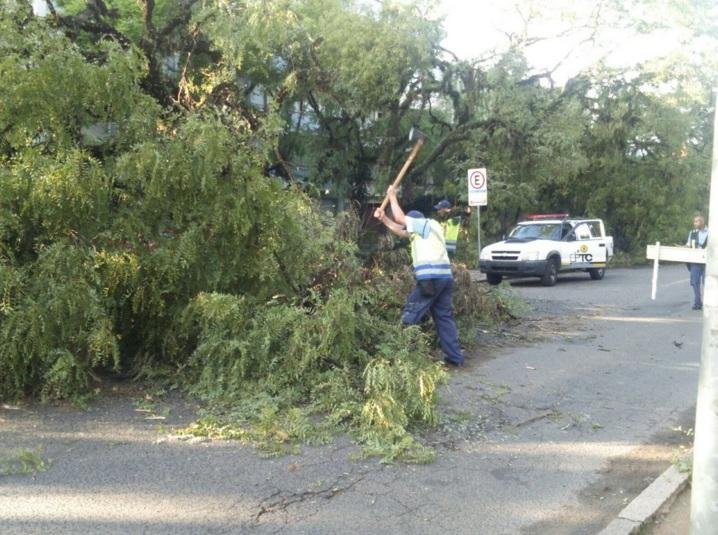 Porto Alegre tem 24 locais bloqueados &aacute;rvores 