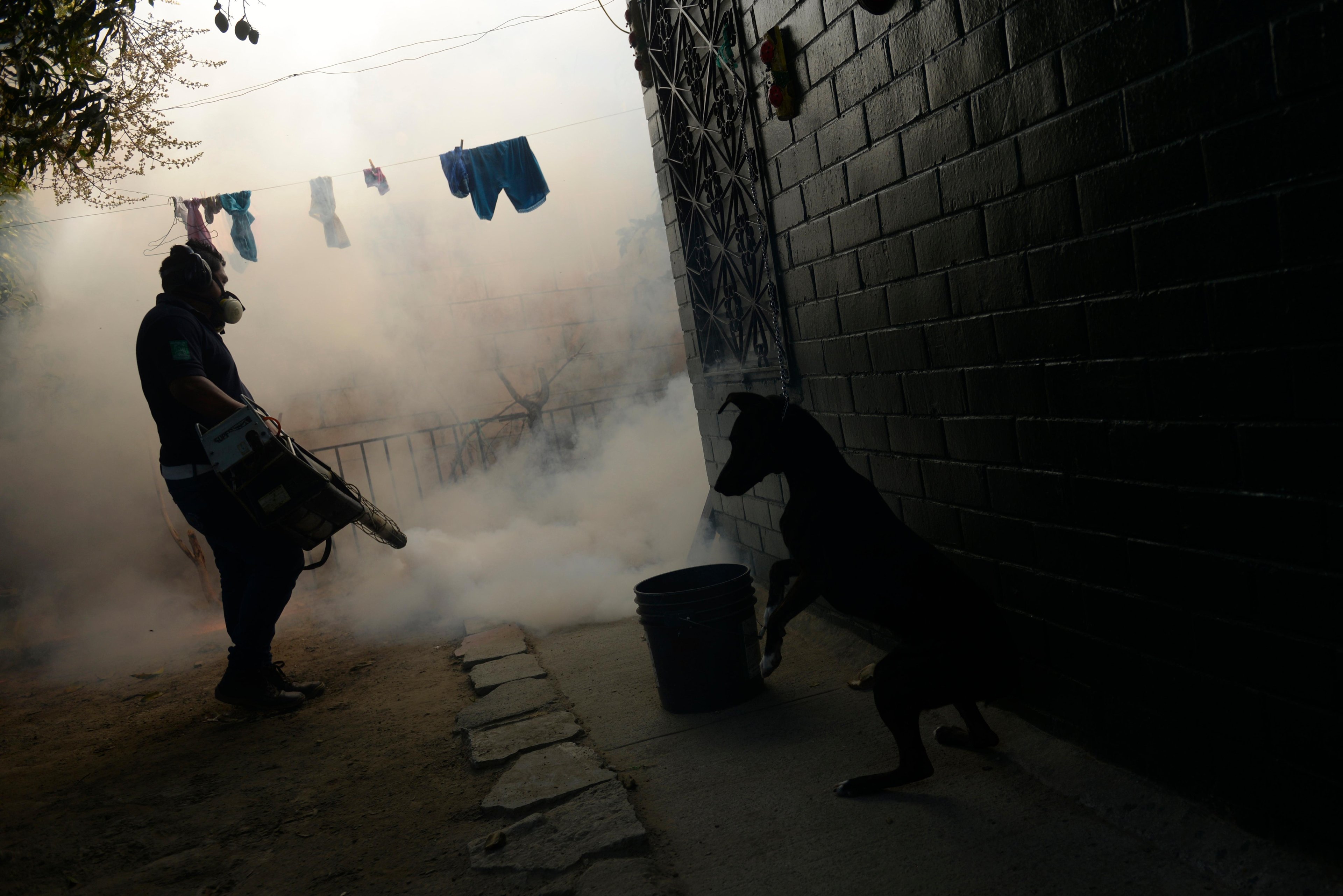 OMS decreta estado de emerg&ecirc;ncia sanit&aacute;ria mundial em raz&atilde;o do Zika v&iacute;rus