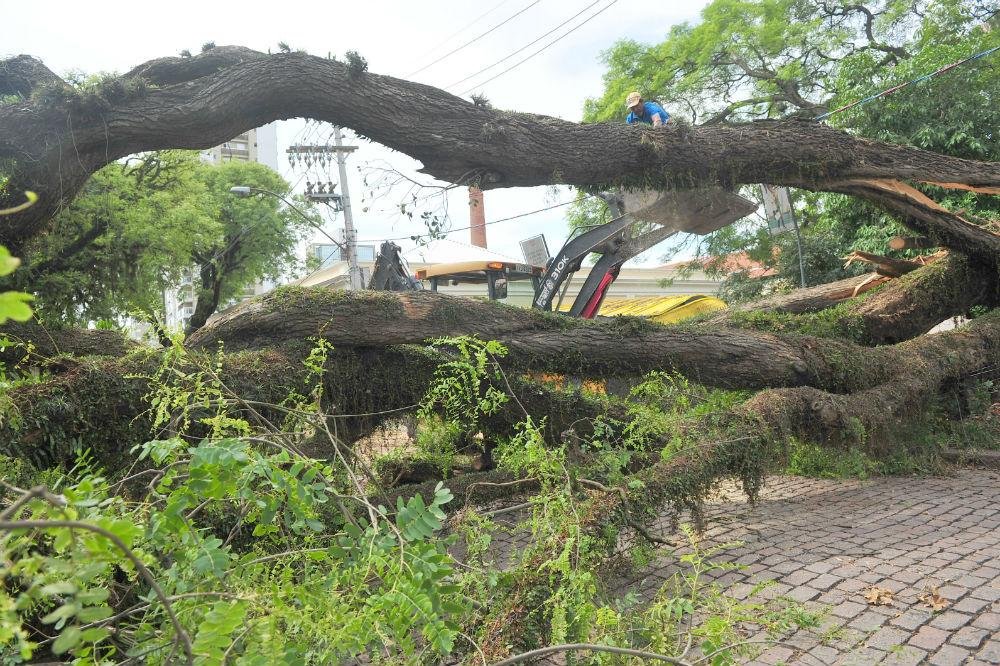 Segundo a EPTC, 30 vias seguem bloqueadas por &aacute;rvores em Porto Alegre